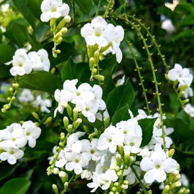 Duranta Erecta White - Golden Dewdrop Plant
